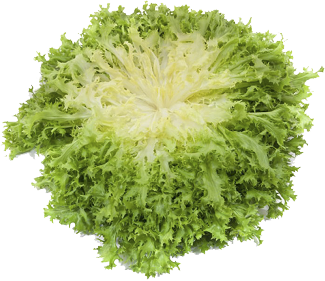 Achicoria Und