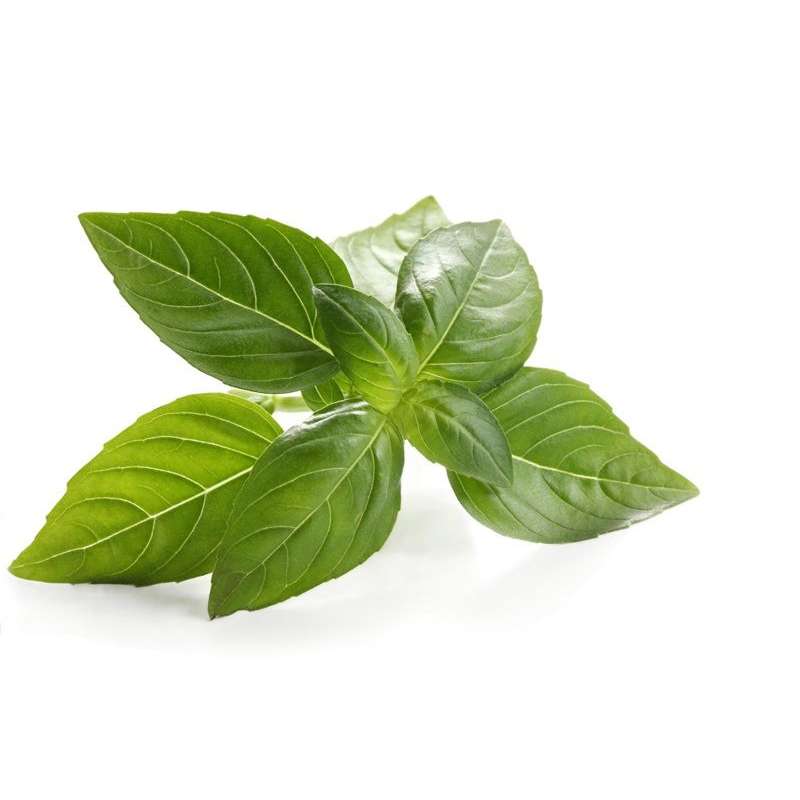 Albahaca Und