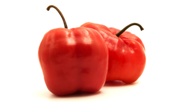 Rocoto Kg