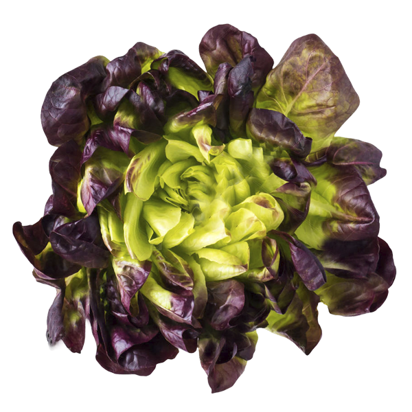 Lechuga Moradas