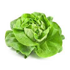 Lechuga Española Und